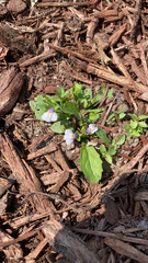 Mazus pumilus