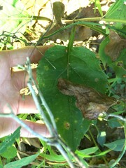 Solidago arguta