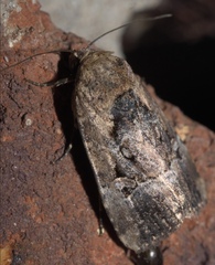 Elaphria chalcedonia