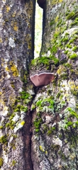 Phellinus tremulae