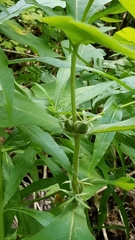 Triosteum aurantiacum