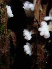Oligonema verrucosum