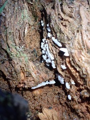 Oligonema verrucosum