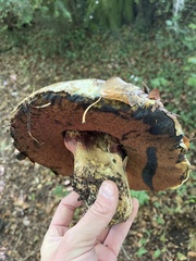 Suillellus luridus