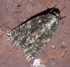 Acronicta afflicta