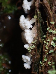 Oligonema verrucosum