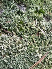 Cladonia coniocraea