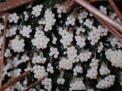 Oligonema verrucosum