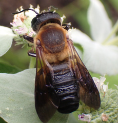 Megachile sculpturalis