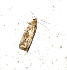 Endothenia quadrimaculana
