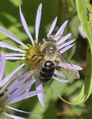 Andrena asteris