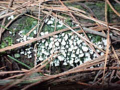 Oligonema verrucosum