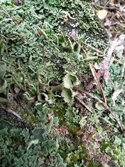 Cladonia fimbriata