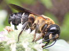 Megachile sculpturalis