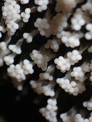 Oligonema verrucosum