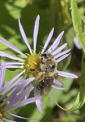 Andrena asteris