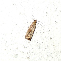 Endothenia quadrimaculana