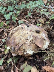 Suillellus luridus