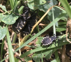 Spartocera alternata