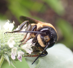 Megachile sculpturalis