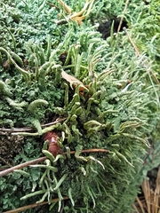Cladonia coniocraea