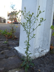 Erigeron floribundus