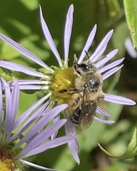 Andrena asteris