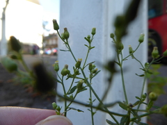 Erigeron floribundus