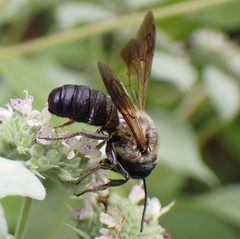 Megachile sculpturalis