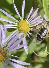 Andrena asteris