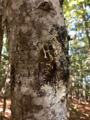 Ramalina fraxinea