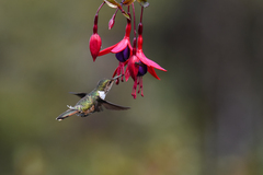 Selasphorus scintilla