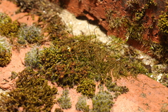 Tortula muralis