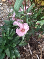 Clarkia