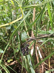 Spartocera alternata