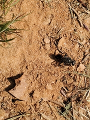 Astata