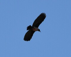 Melanerpes lewis