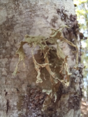 Ramalina fraxinea