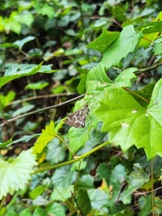 Amblyscirtes aesculapius