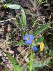 Commelina virginica