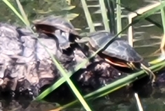 Chrysemys picta bellii