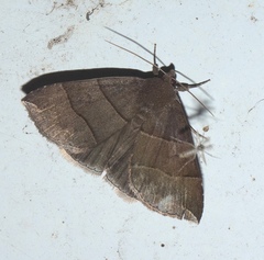 Parallelia bistriaris