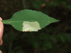 Calycomyza promissa