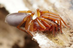Dysdera
