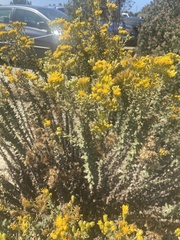 Ericameria ericoides