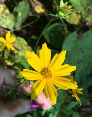 Coreopsis pubescens