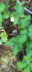 Symphoricarpos mollis