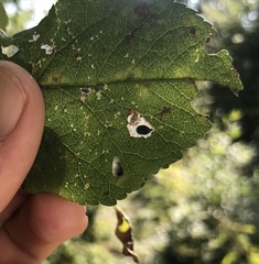 Coptodisca splendoriferella