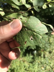 Coptodisca splendoriferella