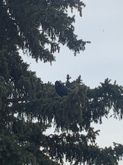 Corvus brachyrhynchos